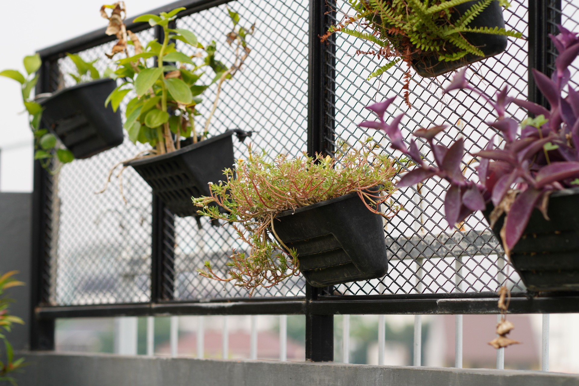 Urban Vertical Garden with Hanging Potted Plants