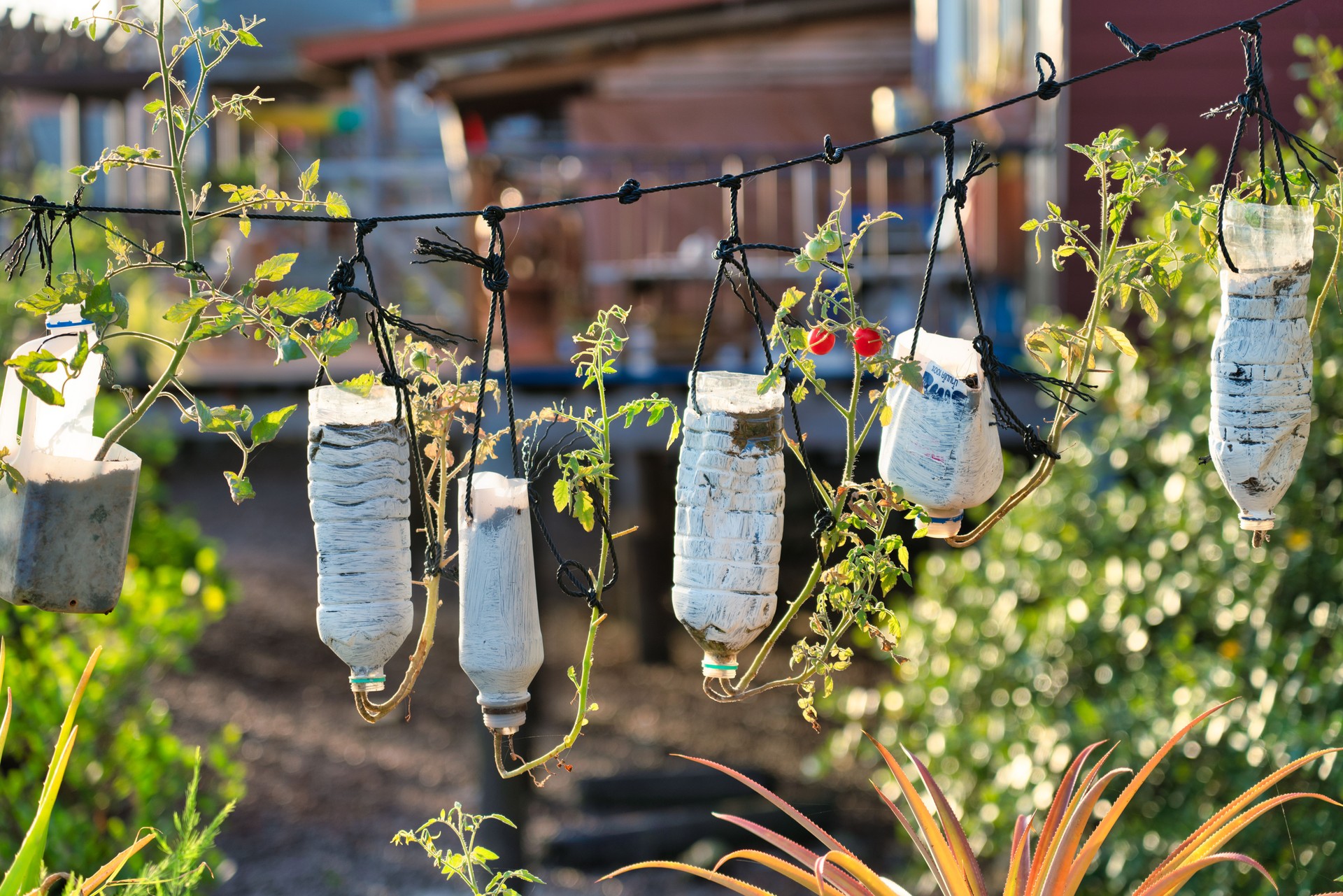 How to grow vegetables in upcycled plastic water bottles